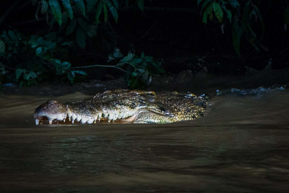 Saltwater Crocodile in the Kinabatangan River in Borneo