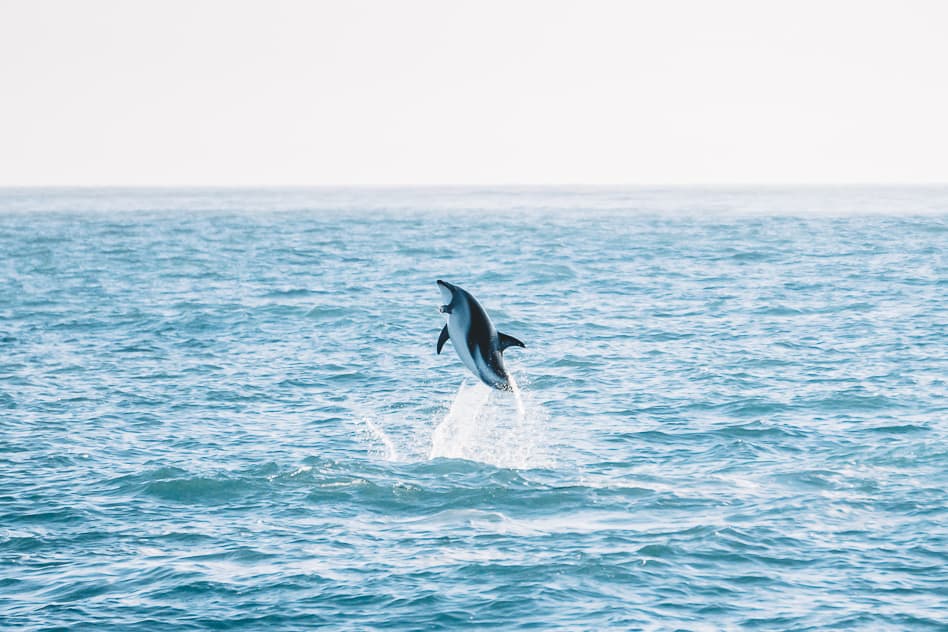 Jumping Dolphin Kaikoura Encounters New Zealand