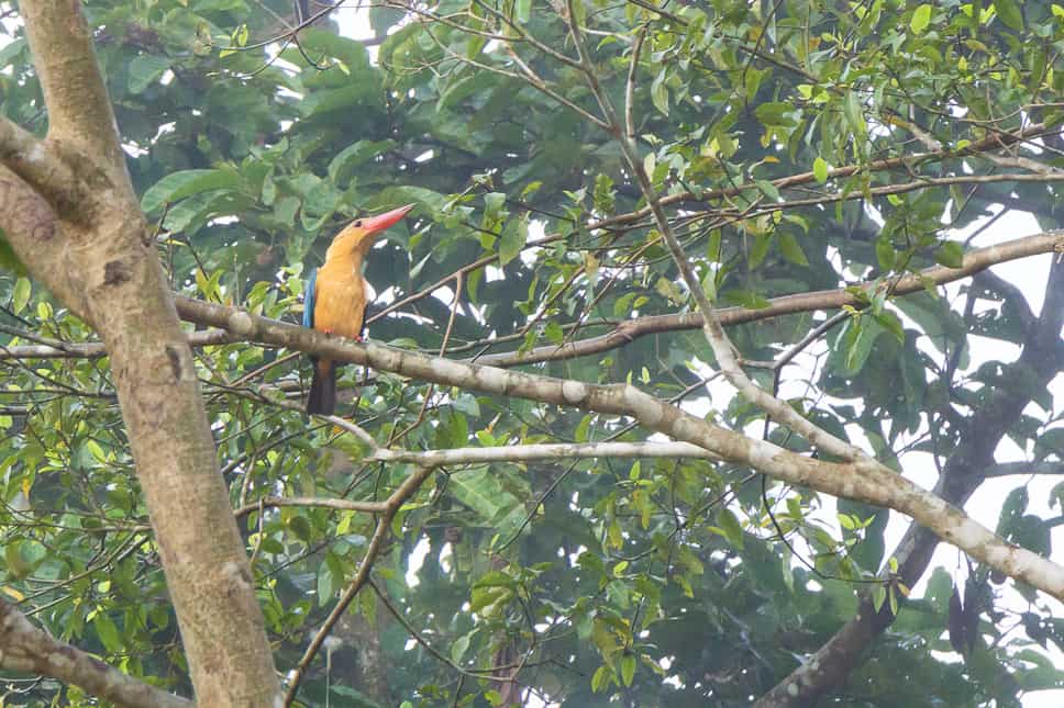 Kingfisher spotted during our afternoon cruise in Borneo