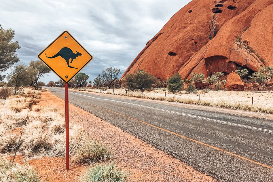 Uluru Stuart Highway Kangaroo Austrailia