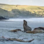 Exploring the Otago Peninsula with ELM Wildlife Tours