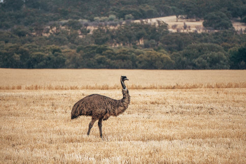 Emu Adelaide Port Augusta Princess Highway