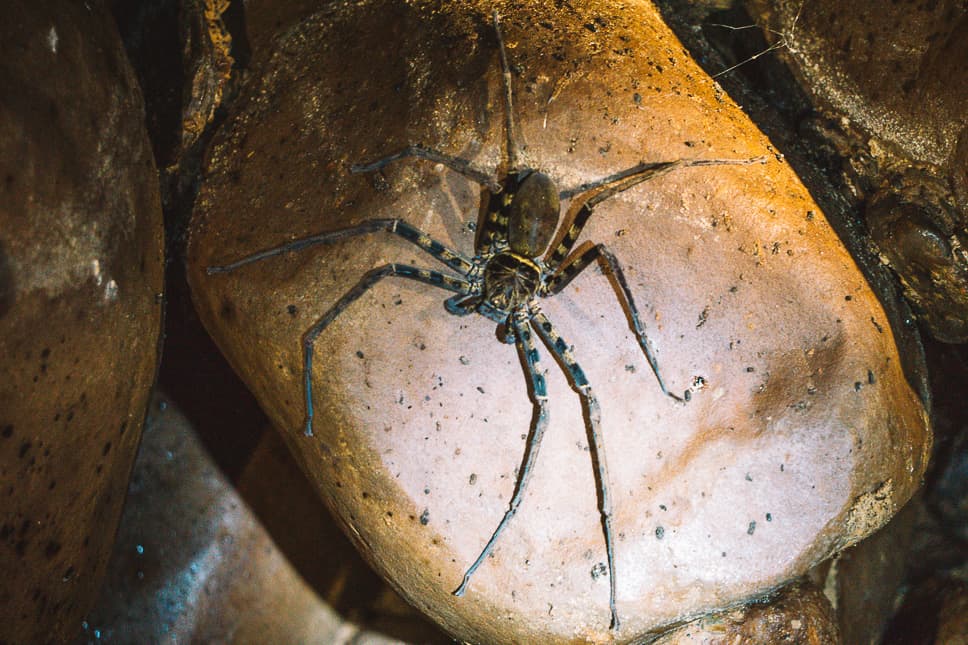 Spider Cave Dark Family Khao Sok