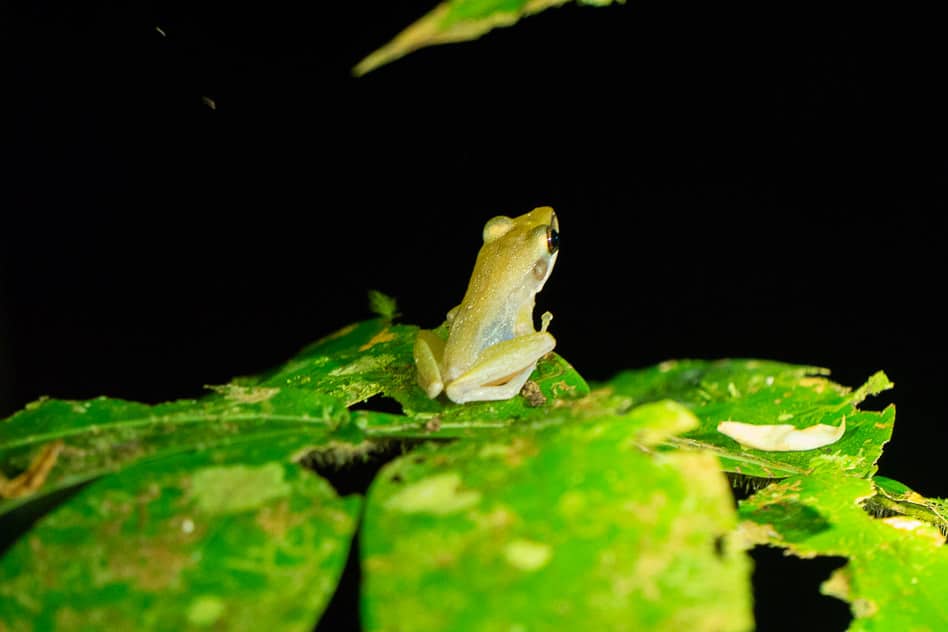 Night Walk Bako National Park Frog Guide