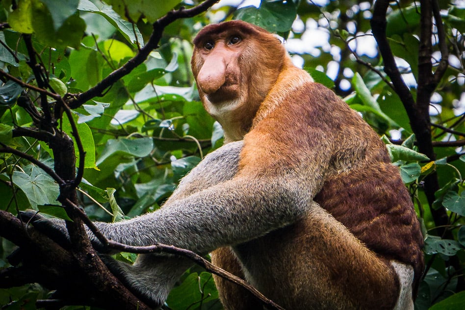 Bako National Park Proboscis Monkey Borneo