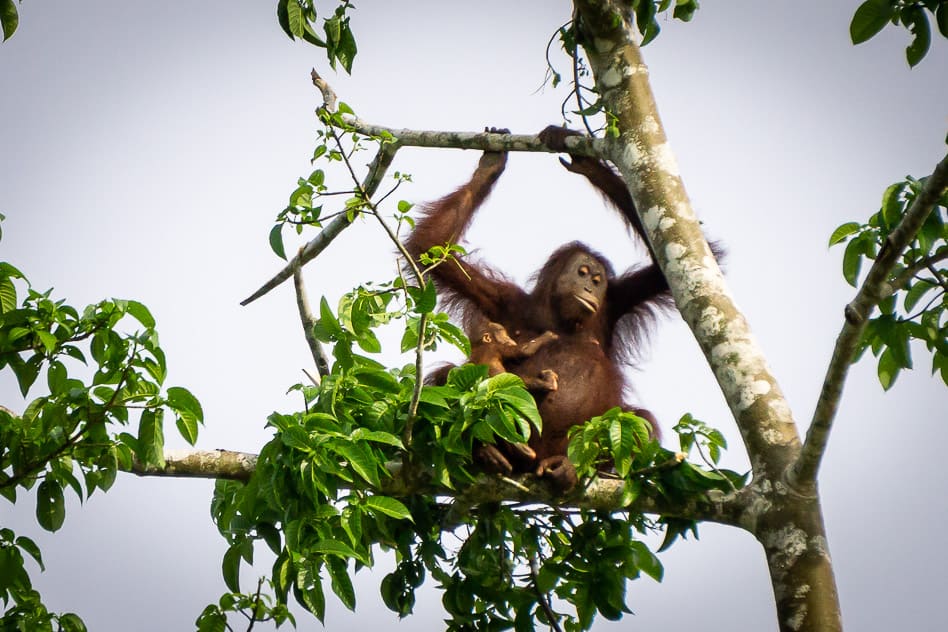 Orang-oetan gespot bij de Kinabatangan River in Borneo