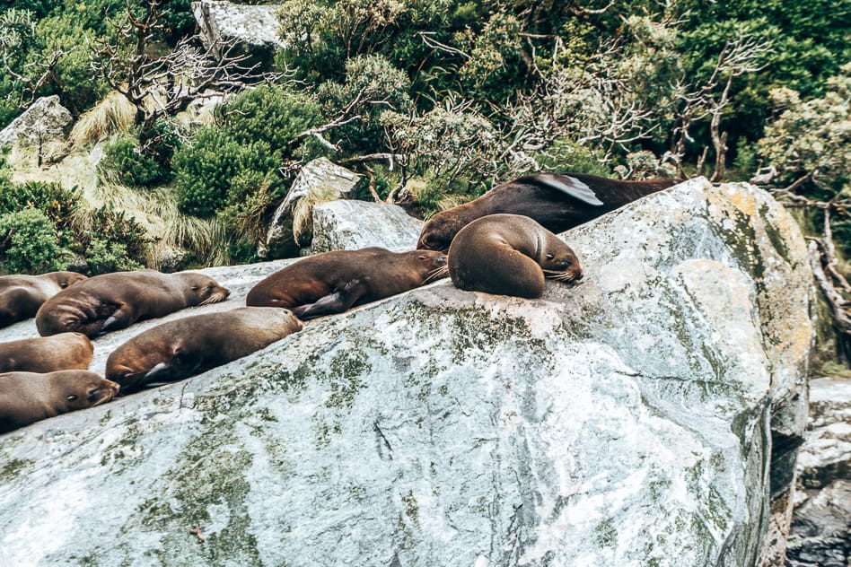 Fur Seals Wildlife Cruise Milford Sound