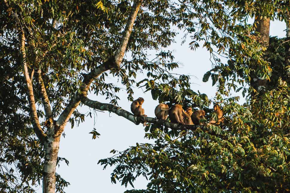 Groep makaken gezien tijdens het spotten van wilde dieren aan de Kinabatangan-rivier in Borneo