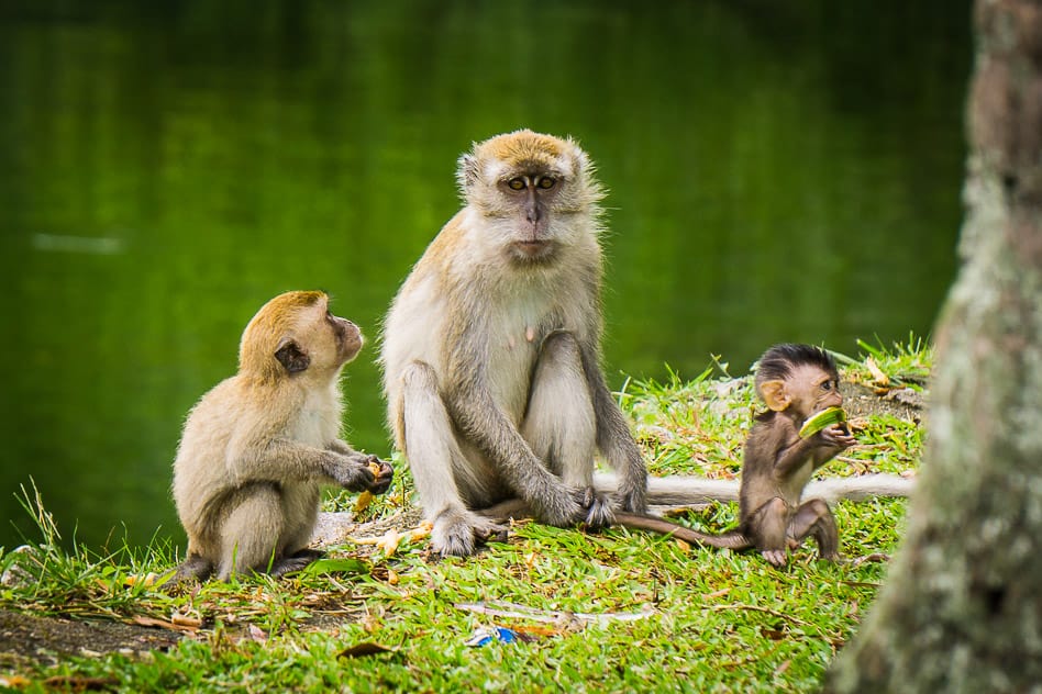 Monkeys Gunung Lang Park Ipoh Malaysia