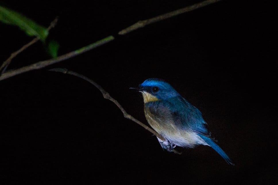 Vogel gespot tijdens een nachtwandeling in het Kinabatangan regenwoud in Borneo