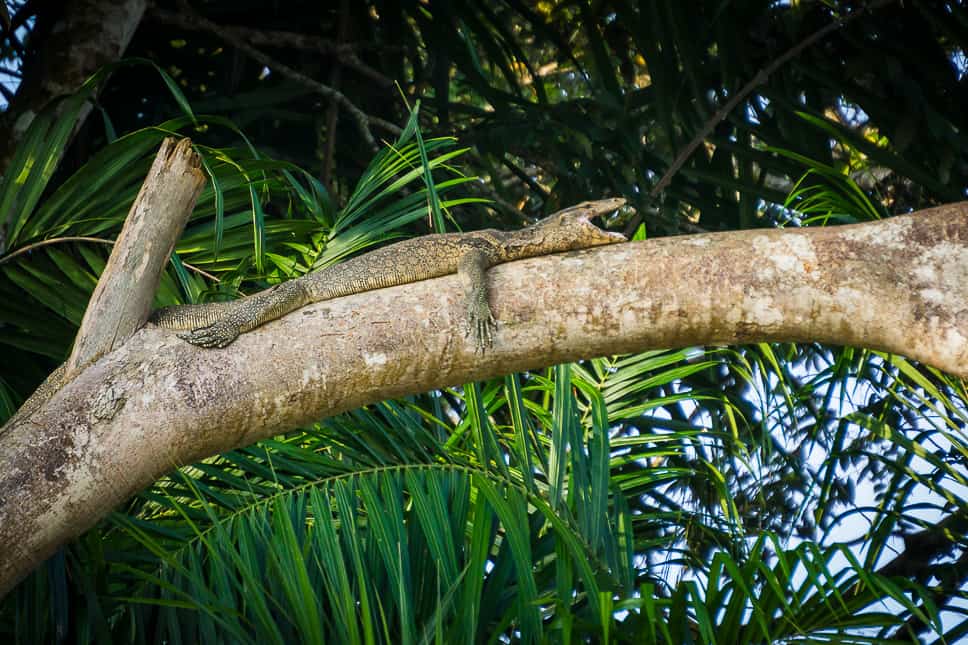 Monitor Lizard resting on a branch by the Kinabatangan River in Borneo