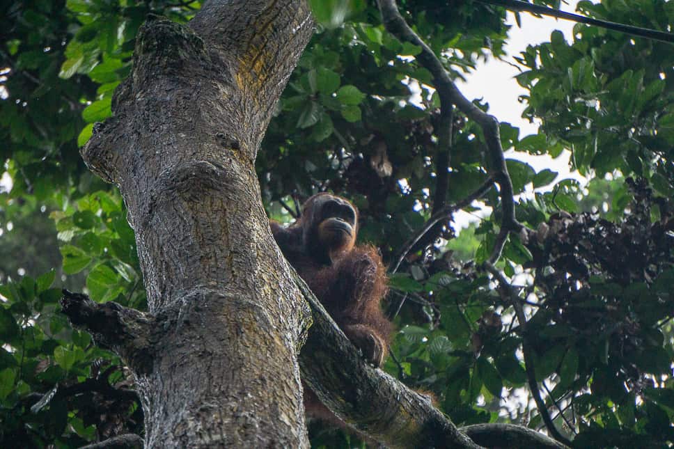 Het spotten van een orang-oetan is de reden dat mensen naar de Kinabatangan-rivier in Borneo komen