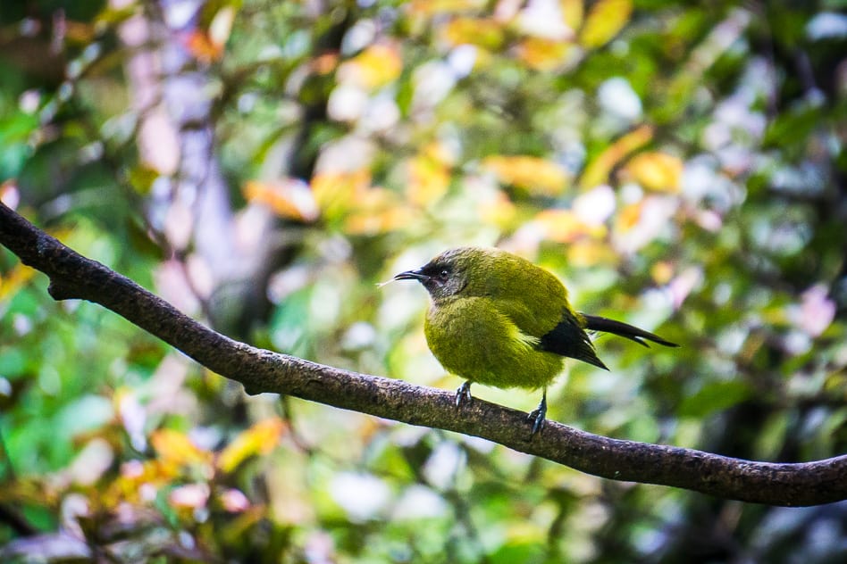 Rifleman Bird Small New Zealand Green Orokonui Ecosanctuary
