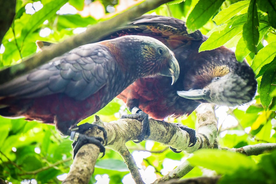 Kaka Bedreigde Vogel Orokonui Opvangcentrum Nieuw Zeeland