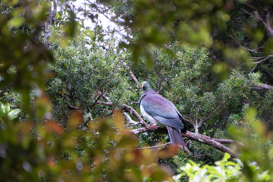 New Zealand Wood Pigeon Orokonui Ecosantuary New Zealand