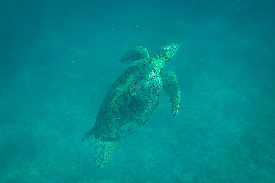 Sea Turtle Snorkelling Perhentian Malaysia