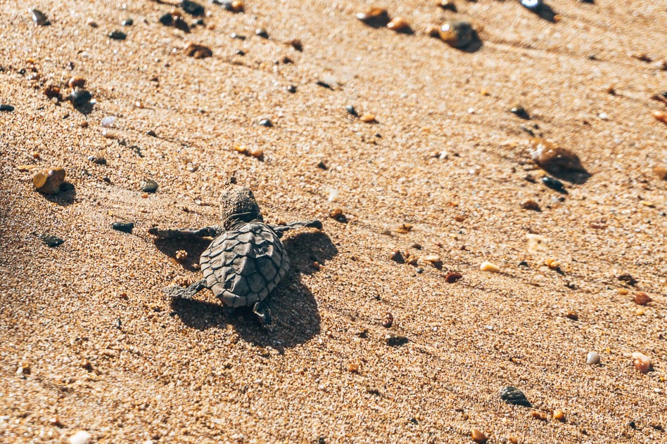 Turtle Baby Bundaberg Beach Mon Repos Australia