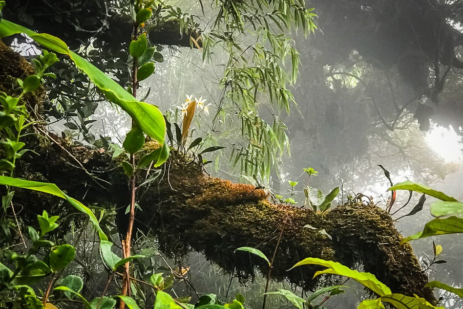 Reisdagboek #4: Thee drinken in de Cameron Highlands