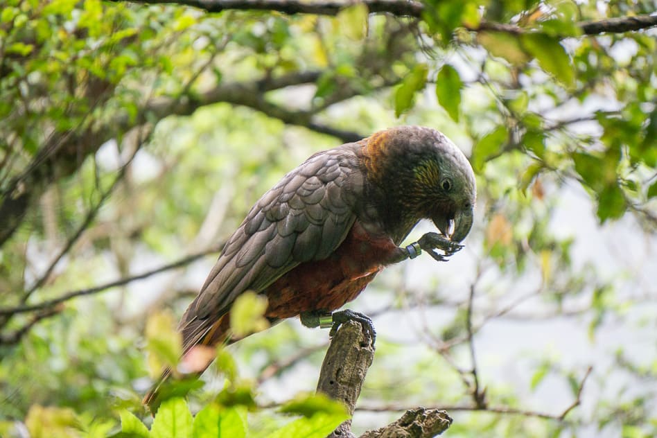 Kaka Orokonui Endangered Bird New Zealand