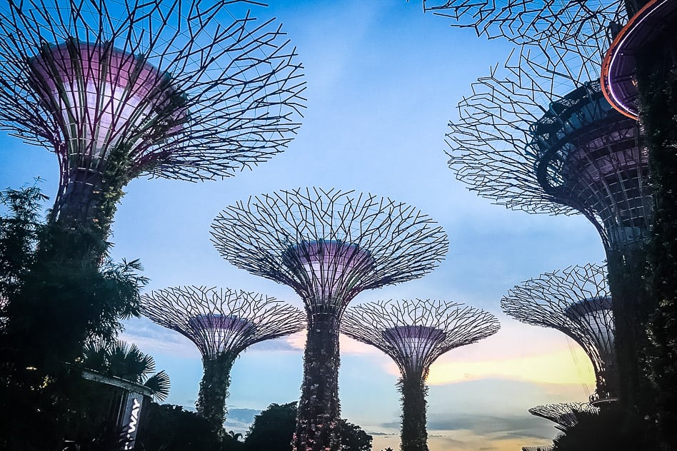 Supertree Grove Gardens By The Bay Singapore trees