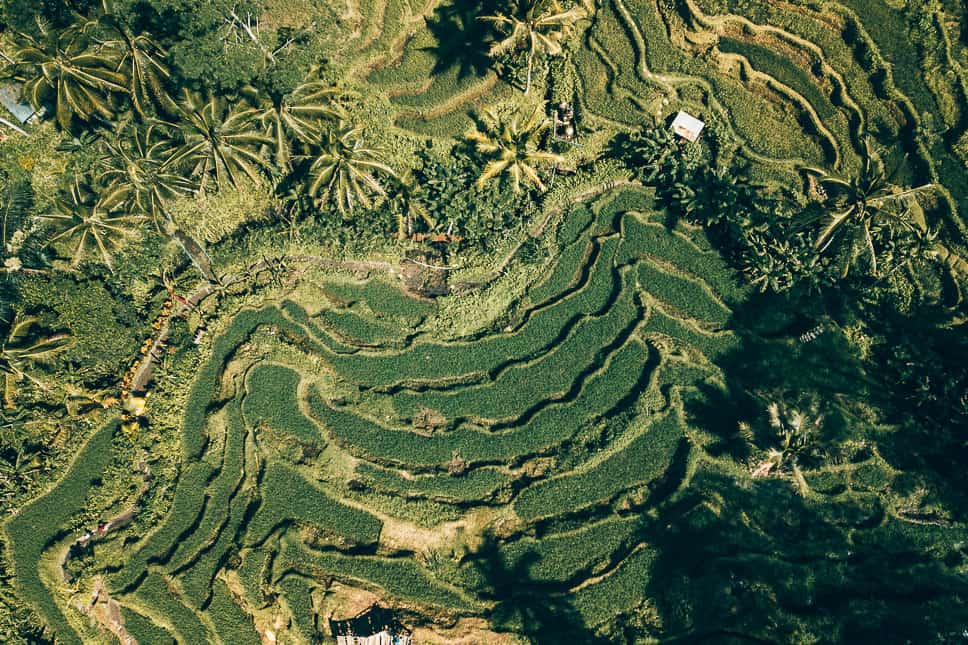 Drone Tegalalang Rice Fields Bali Ubud