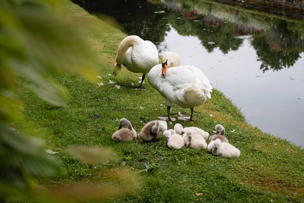 Water gardens Annevoie Swans Walk Family