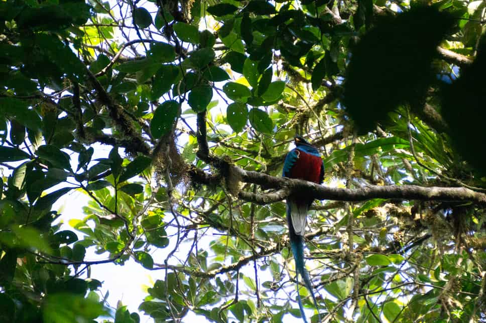 spotten van de quetzal tijdens onze rondreis door Costa Rica in Monteverde