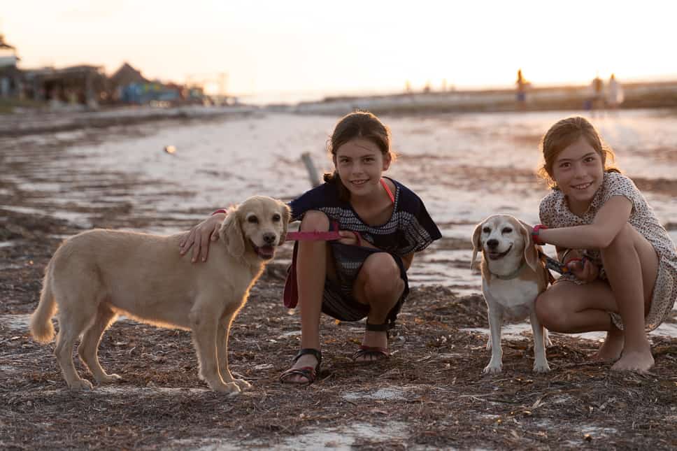 what to to in holbox - walking the dogs