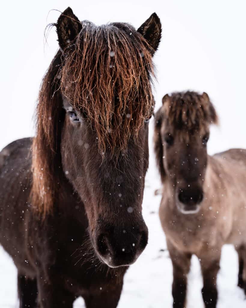 Icelandic Horses