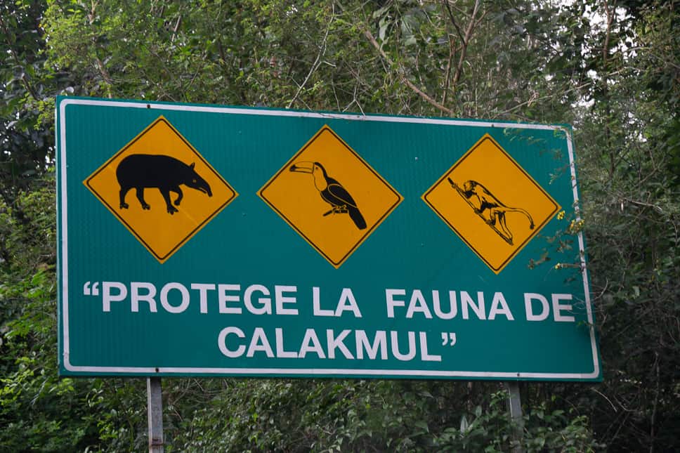 fauna of calakmul yucatan