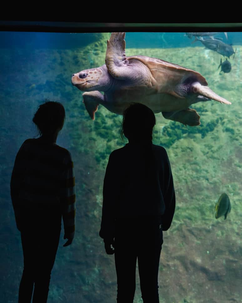 Nausicaa Aquarium Turtle Tropical