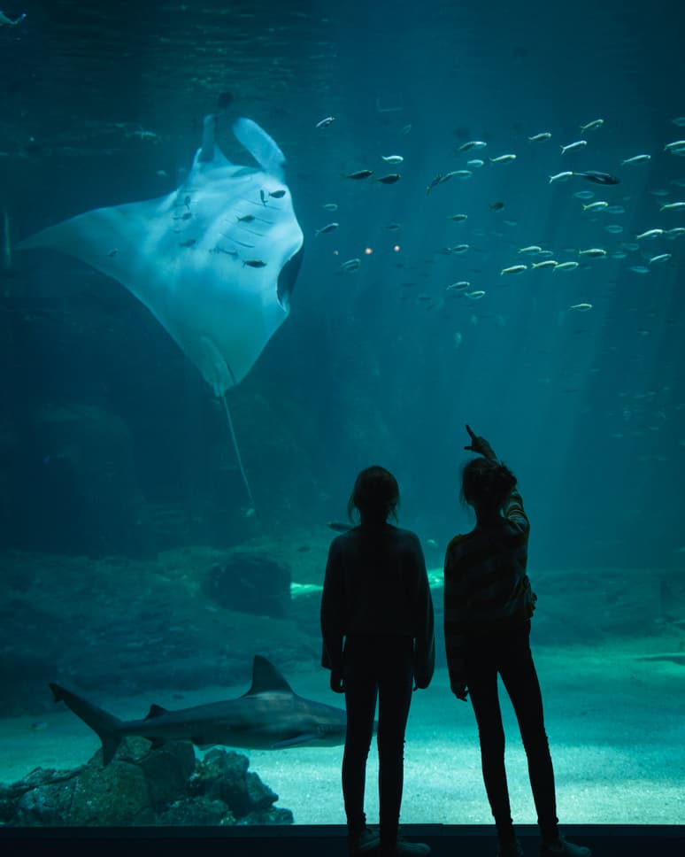 Nausicaa big aquarium manta ray