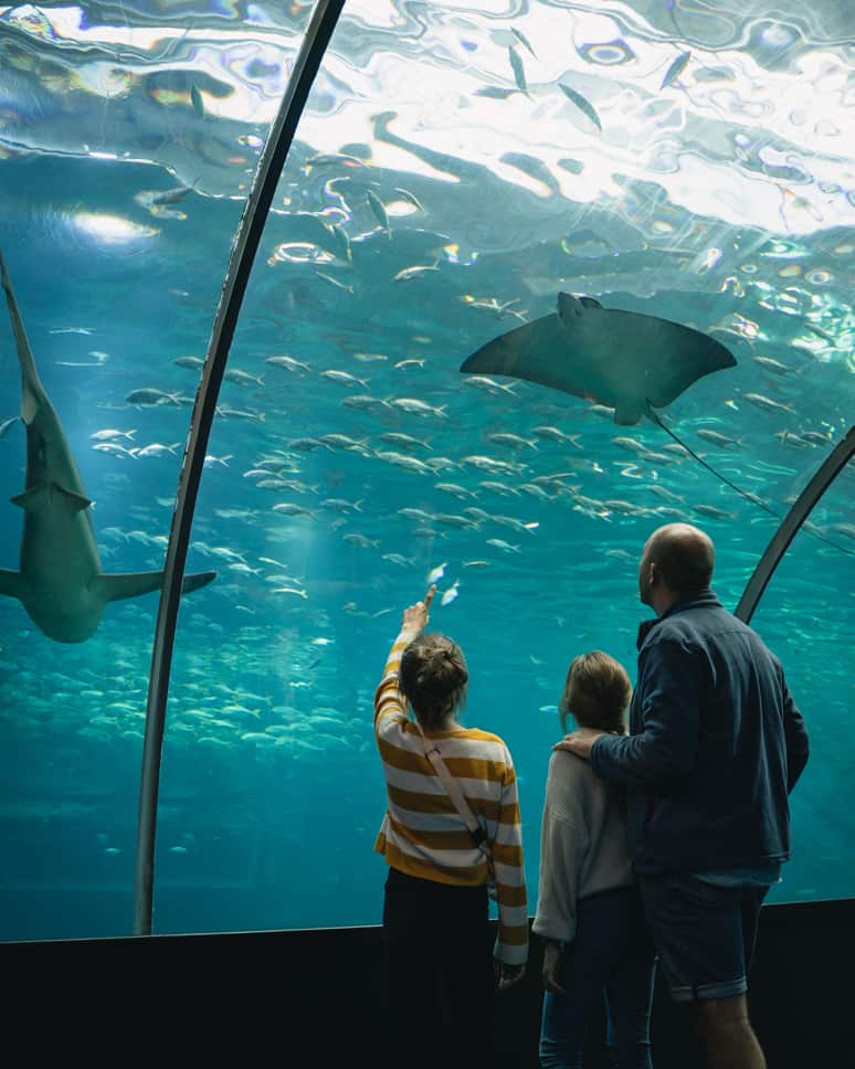 Tunnel onder grootste aquarium Europa Nausicaa