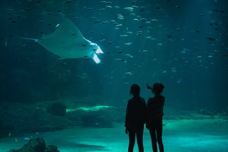 Nausicaa Aquarium Evancy Boulogne-sur-Mer