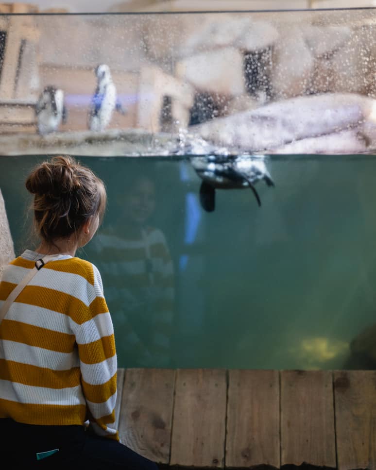 Klimaat tentoonstelling pinguins Nausicaa