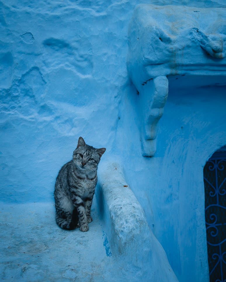 Cats Chefchaouen Morocco Blue