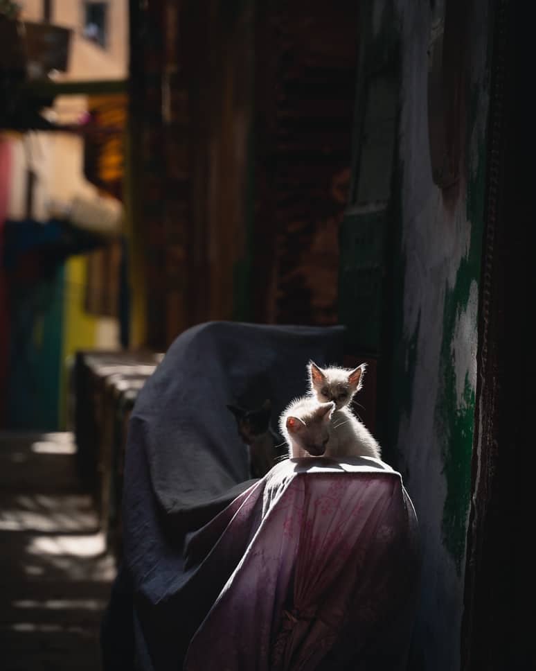 Medina Fez Marokko Kat Fotografie