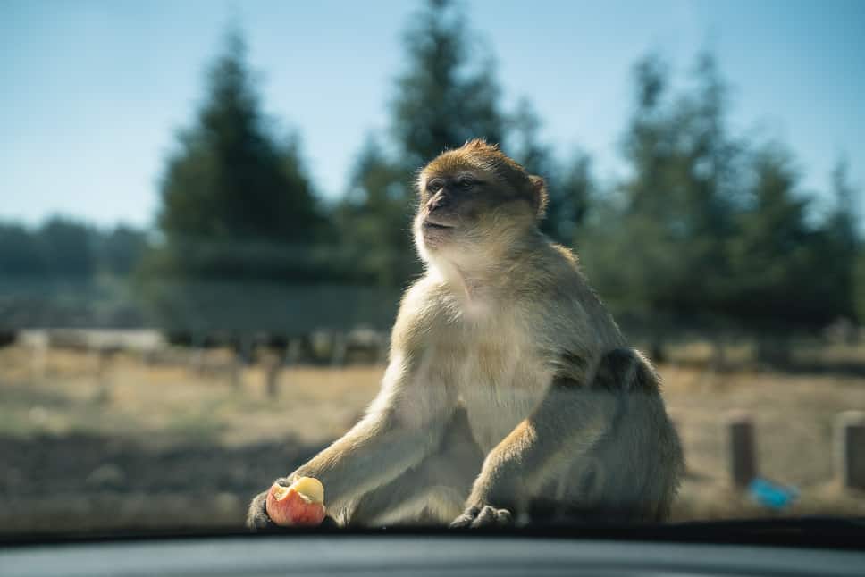 Driving one week in Morocco monkeys