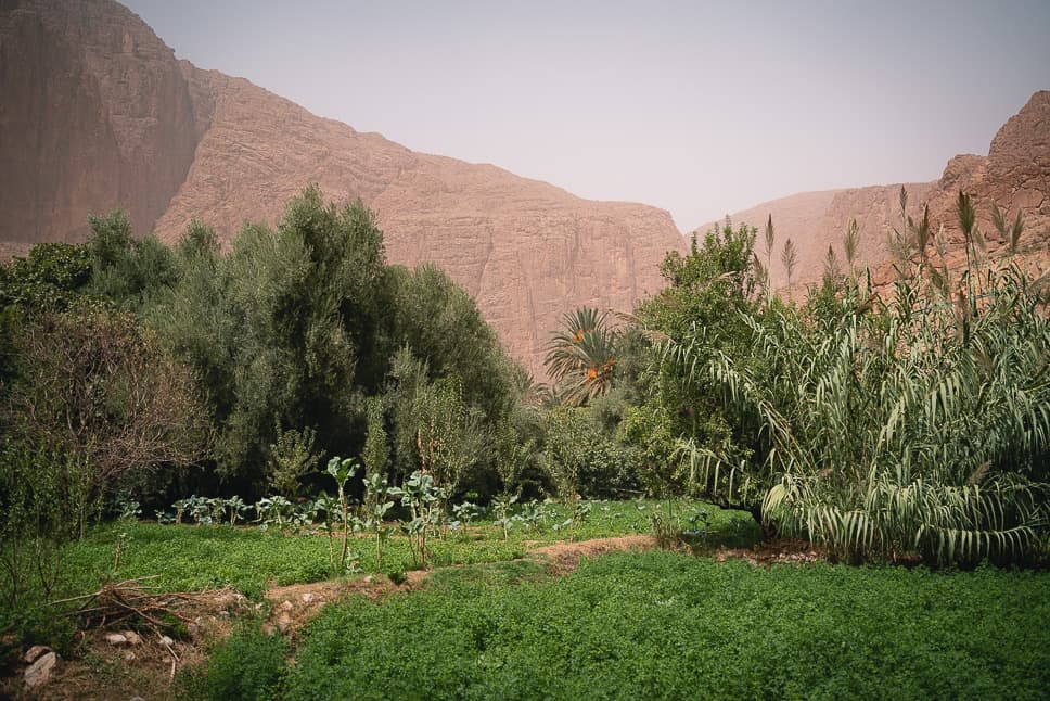 Todra Kloof Wandeling Oase Tuin