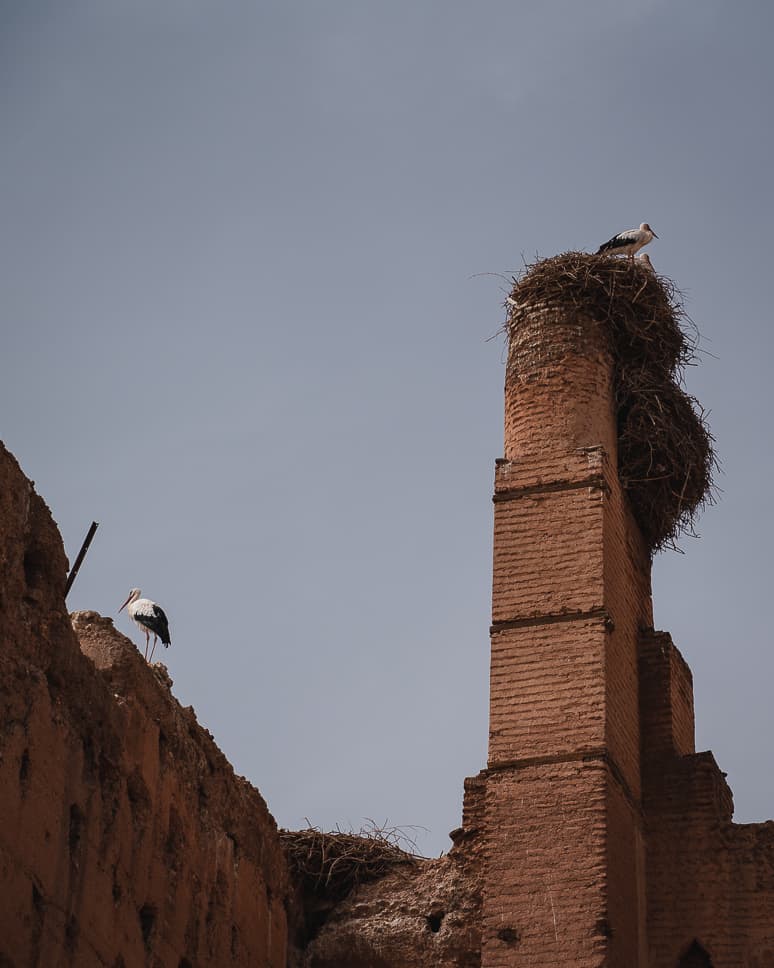 Morocco Marrakech Storks El Badi Palace