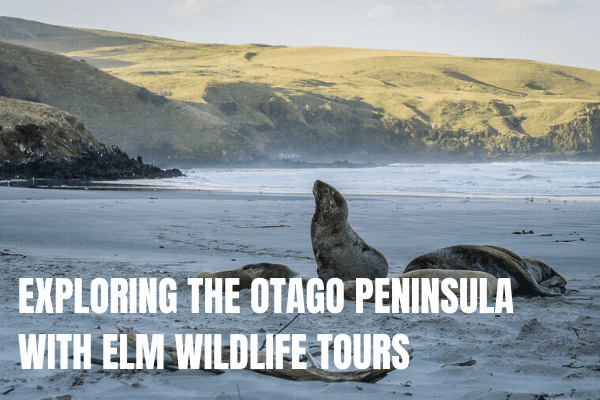 Exploring the otago peninsula with ELM Wildlife tours