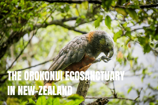 The Orokonui Ecosanctuary in New Zealand