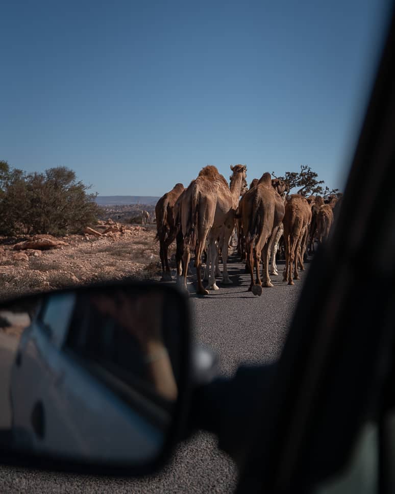 Kamelen verkeer auto huren marokko