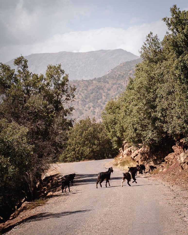 Car rental Morocco Safe Goats