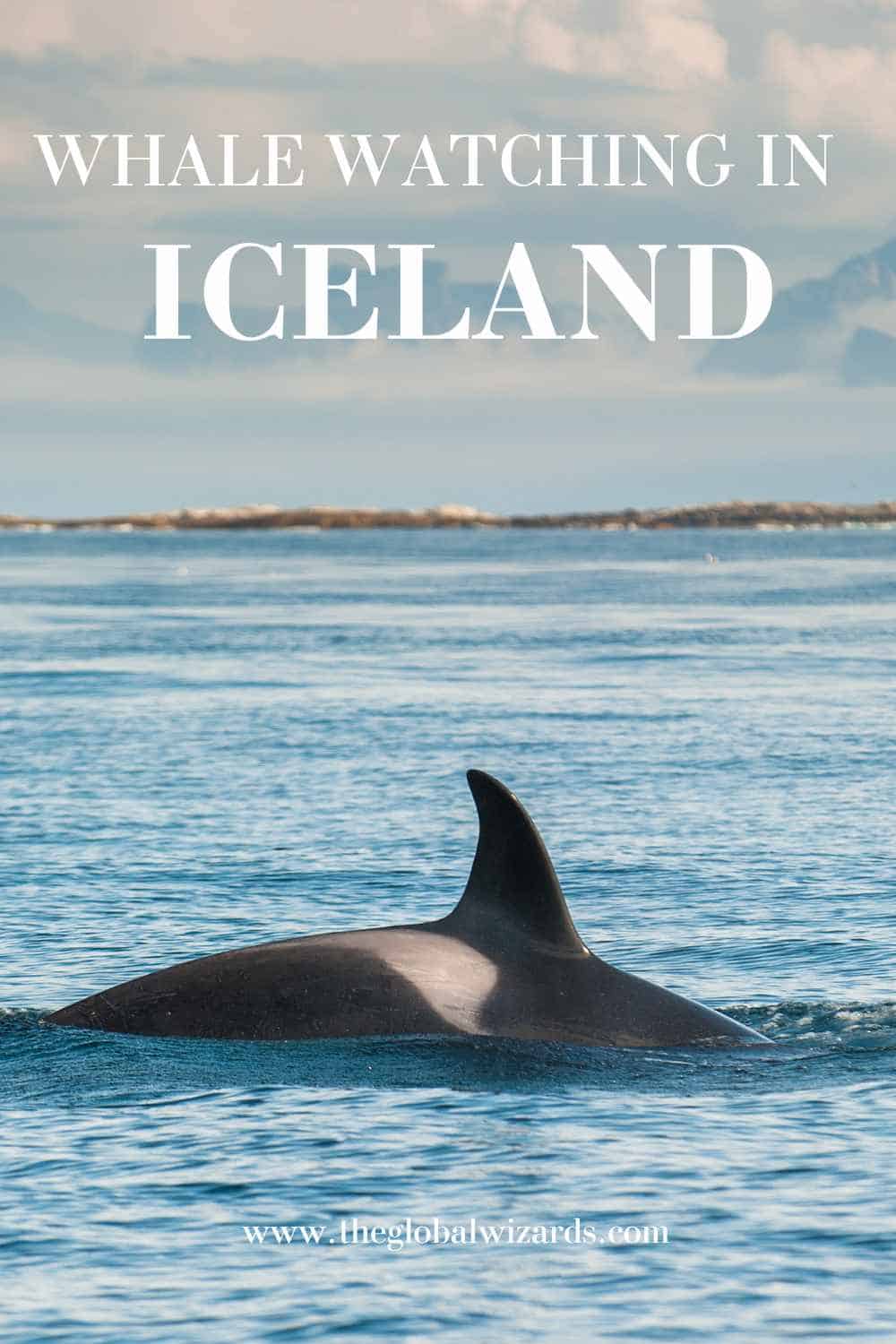 best time to visit iceland whale watching