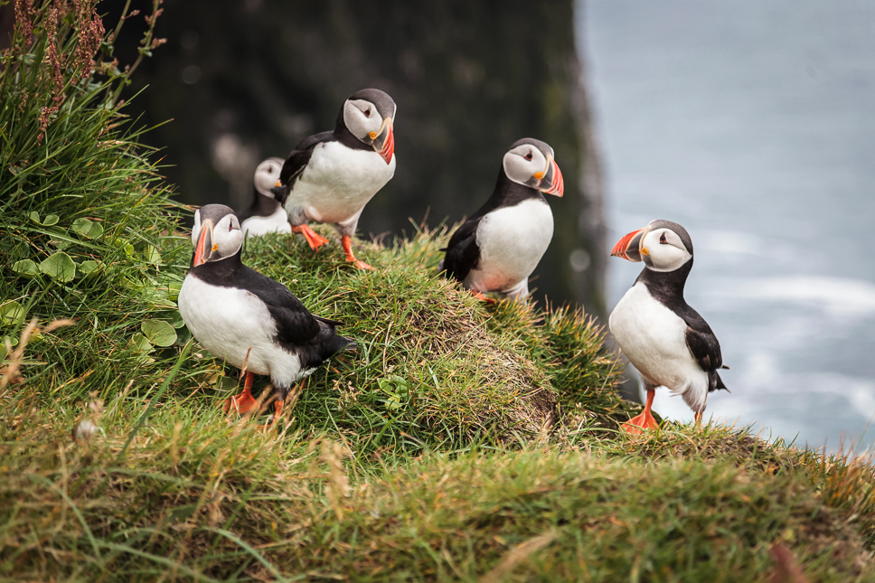 Puffins op het gras aan de kliffen van de Westfjords in IJsland