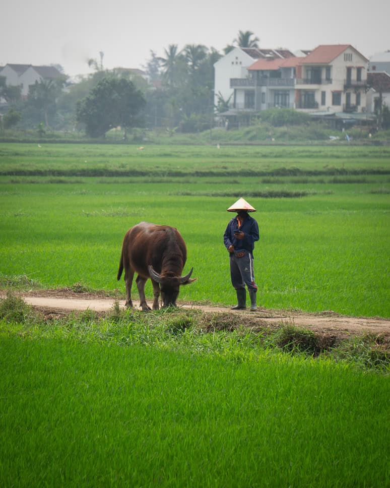 Fun things to do in Hoi An Vietnam Cycling rice fields