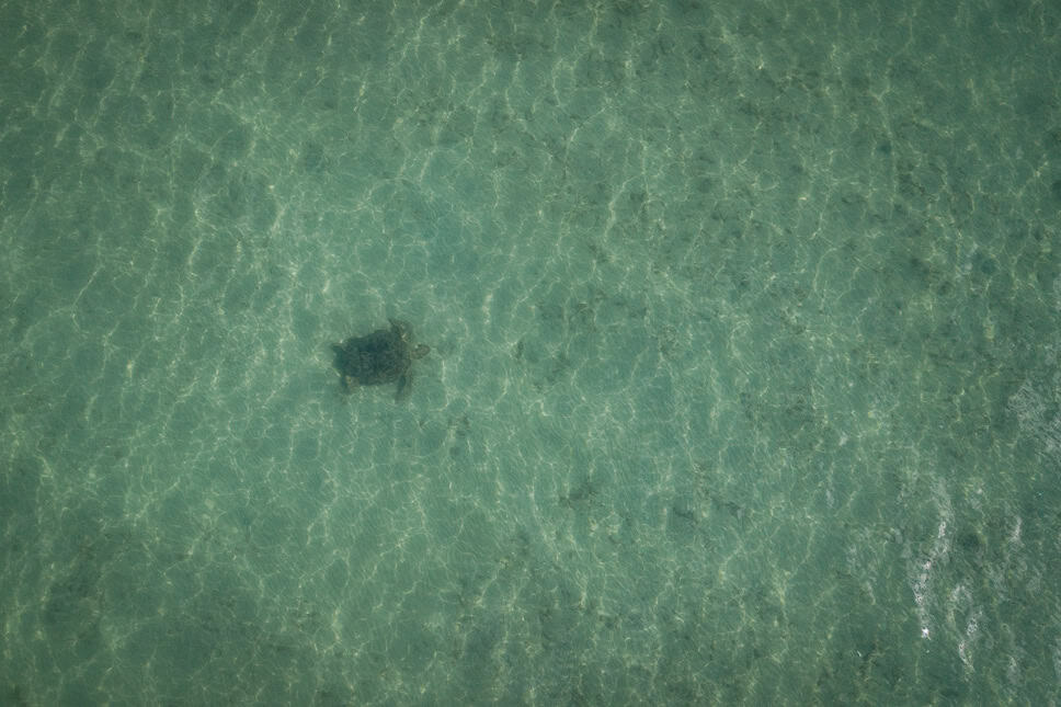 Turtle and manatee spotting on Koh Moo to do