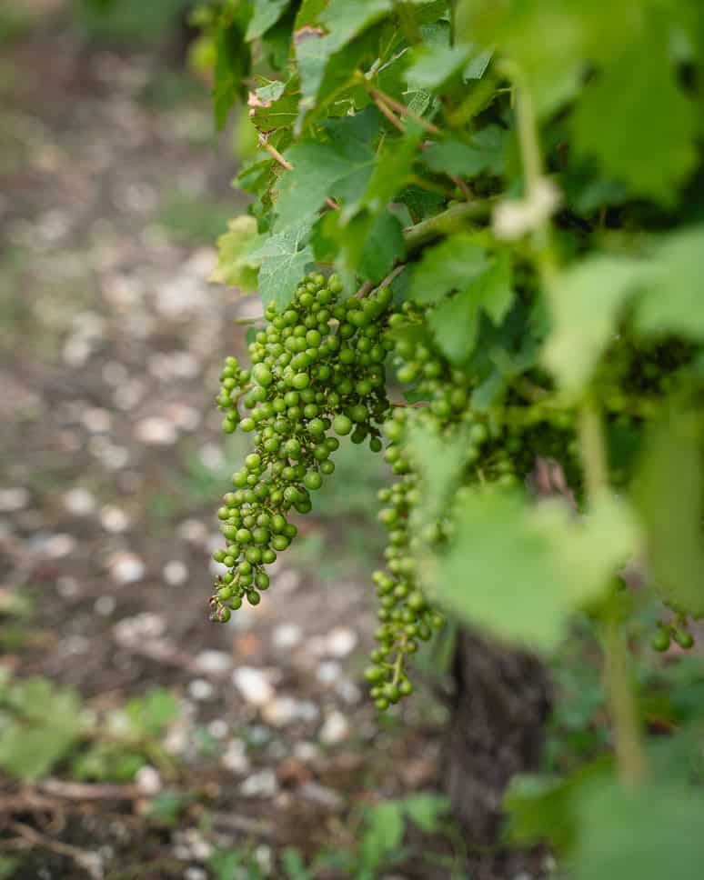 Wine visit to Chateau La Branne