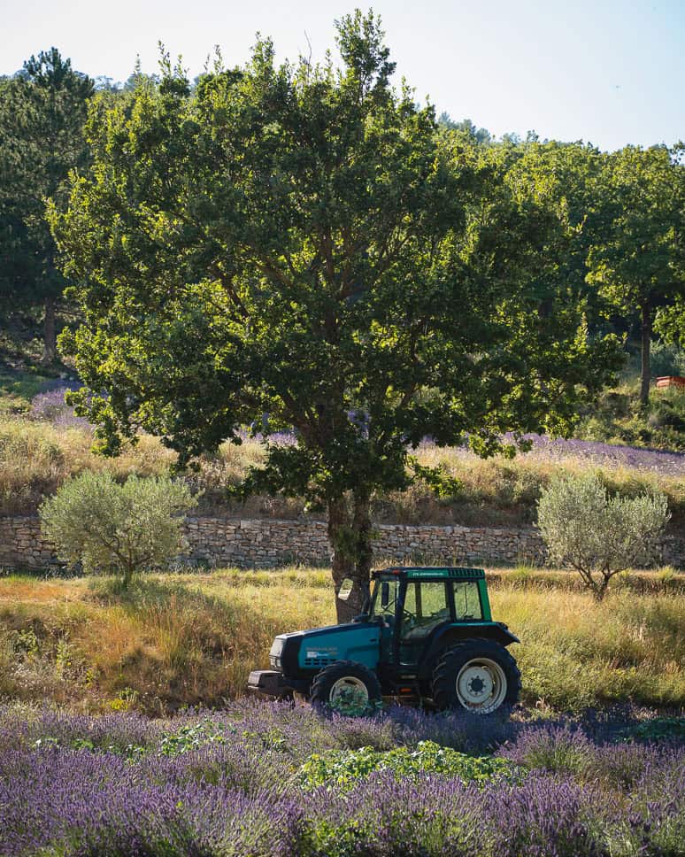 picture of a lavender field in the provence